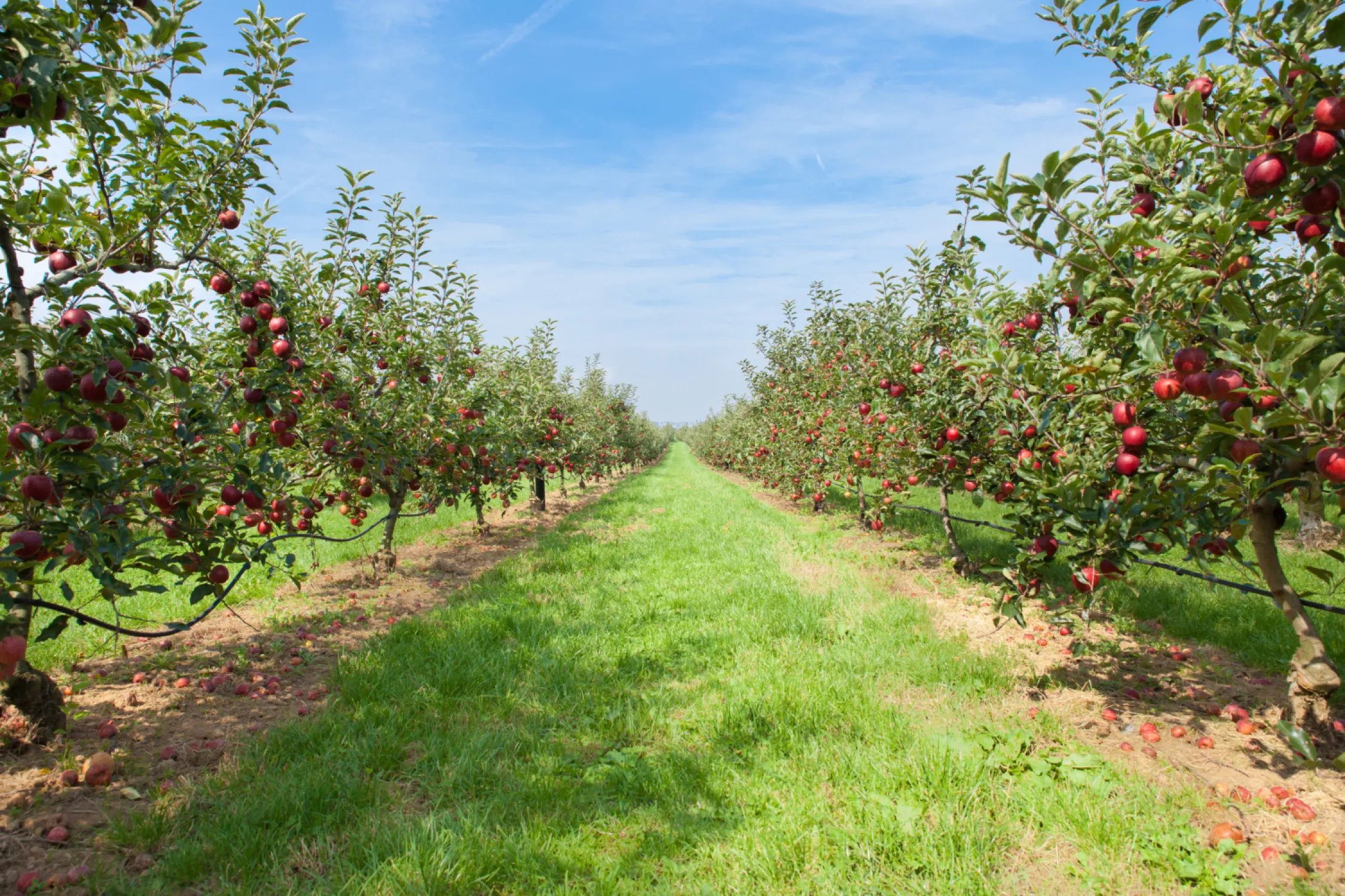 Mythri Farms
