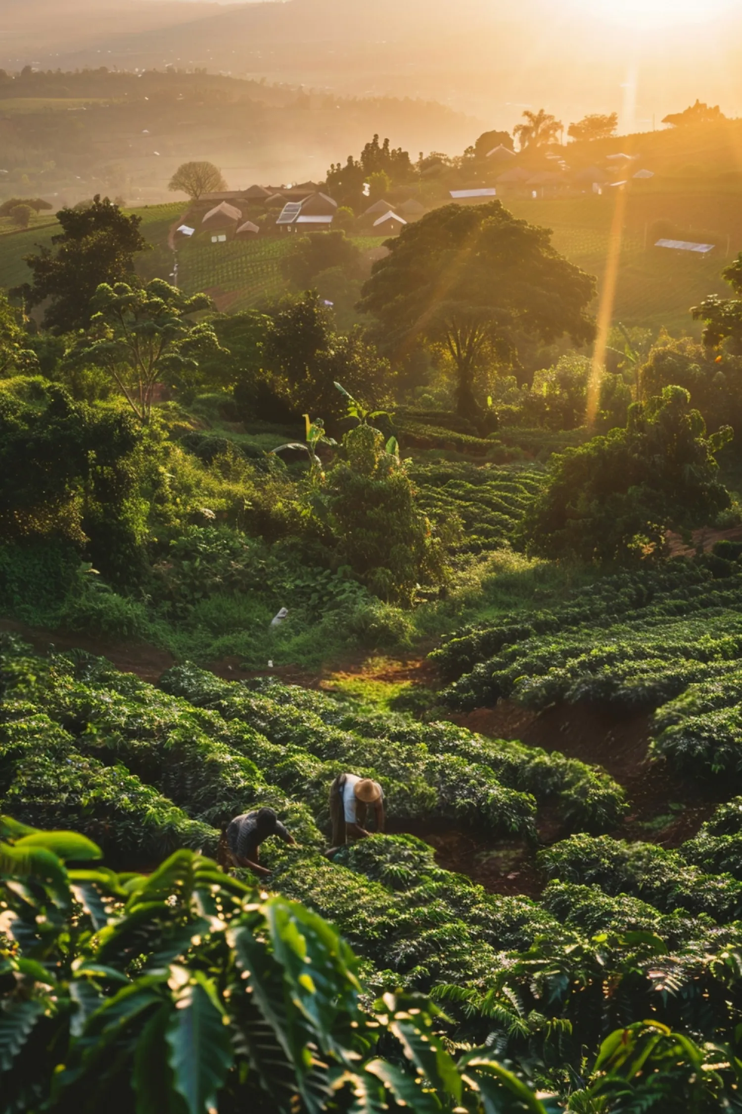 Vibez Coffee Estate